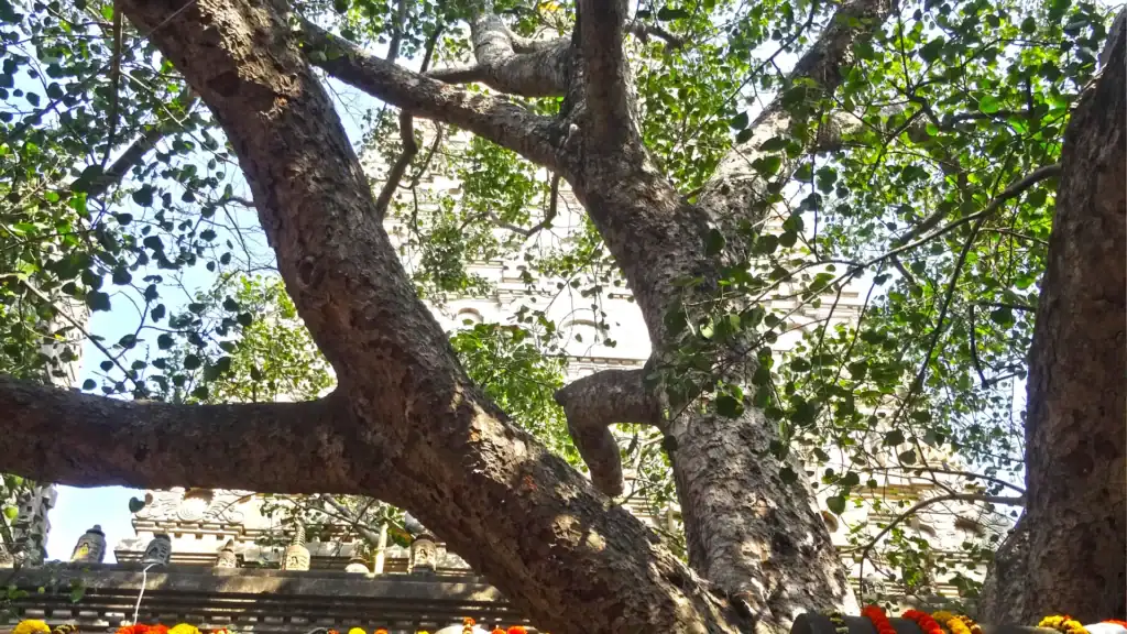 Boddhi tree boddhgaya