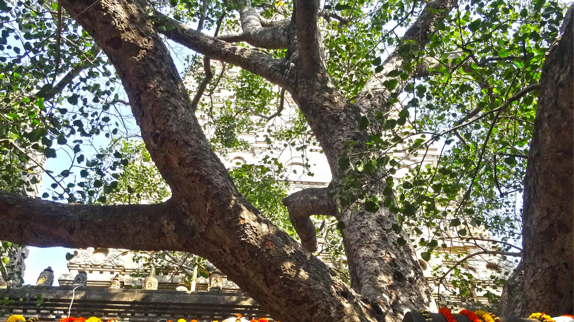 Boddhi tree boddhgaya